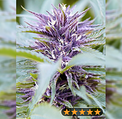 Power Strains - Purple Haze Auto (Feminized)