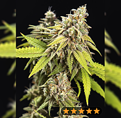 Power Strains - White Widow Auto (Feminized)