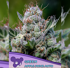 Anesia Seeds - Green Apple Juice Auto (Feminized)
