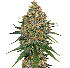 White Label Seed Company - White Cheese (Feminized)