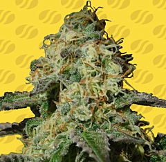 Original Sensible Seeds - Jealousy Auto (Feminized)