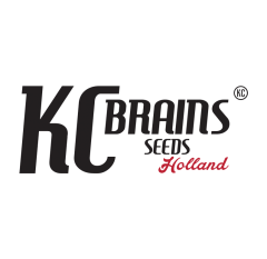 KC Brains Seeds - Brains Damage Wedding Cake (Feminized)