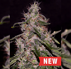 Cream Of The Crop - Frosted Guava (Feminized)