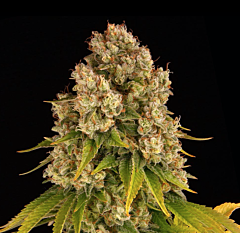 Barney's Farm - Cheese Auto (Feminized)