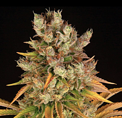 Barney's Farm - GMO (Feminized)