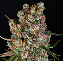 Barney's Farm - GMO Auto (Feminized)