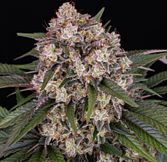 Barney's Farm - OG Kush Auto (Feminized)