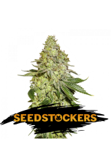 Seed Stockers - Sherbet (Feminized) 