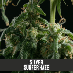 Blim Burn Seeds - Silver Surf Haze (3 Fem)