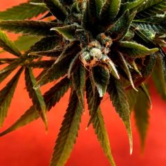 Delta9 Labs - Simpson Kush regular cannabis seeds - 90% sativa dominant marijuana strain flowering in 63 days 