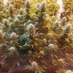 Phoenix Cannabis Seeds - Super Kush (Fem)
