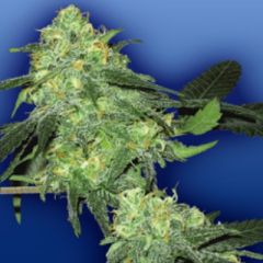 Flying Dutchman - Skunk Classic feminized cannabis seeds