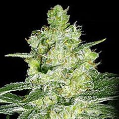 G13 Labs - Skunk #1 feminized cannabis seeds - indica/sativa hybrid marijuana strain with a flowering time around 8 weeks