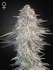 Green House Seeds - Super Lemon Haze x Pink Candy (Feminized)