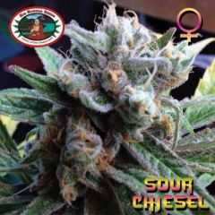 Big Buddha Seeds - Sour Chiesel feminized cannabis seeds - 60% sativa dominant marijuana strain with a flowering time around 9-10 weeks