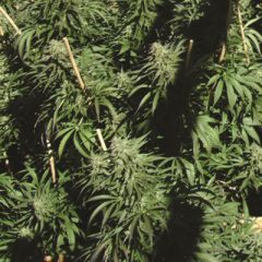 Kush Cannabis Seeds - Sour Kush regular cannabis seeds