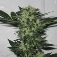 Cali Connection - 818 Headband feminized cannabis seeds - indica/sativa hybrid marijuana strain with a flowering time around 8-9 weeks and yields up to 800g/m2
