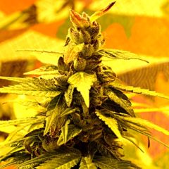 Delta9 Labs - Southern Lights #7 feminized cannabis seeds - 70% sativa dominant marijuana strain with a flowering time of 63-77 days