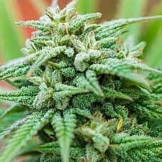 Spliff Seeds - Spliff Stilton Auto (Fem)