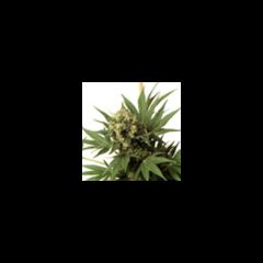 KC Brains - Spontanica feminized cannabis seeds - indica/sativa hybrid marijuana strain with a flowering time around 8-10 weeks
