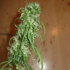 Homegrown Fantaseeds - SPR Haze feminized cannabis seeds - indica/sativa hybrid marijuana strain with a flowering time around 9-11 weeks