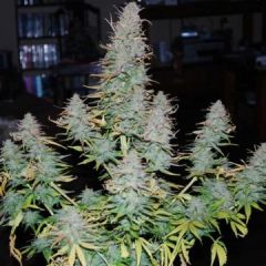 Phoenix Cannabis Seeds - Strong Stuff (Fem)