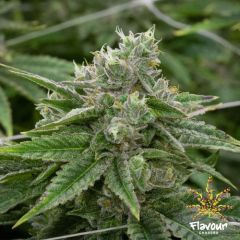 Flavour Chasers - Stardawg (Fem)