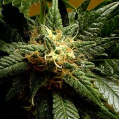 Delta9 Labs - Stargazer regular cannabis seeds - 80% indica dominant marijuana strain with a flowering time of 60-70 days. Most suitable for indoor grows.
