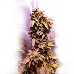 Holy Smoke Seeds - Strawberry Dawg Pound (Fem)