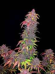 B-S-B Genetics - Strawberry Milkshake Auto (Feminized)