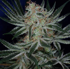 Subcool Seeds - Jack The Ripper (Feminized)