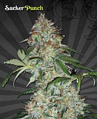 Auto Seeds - Sucker Punch