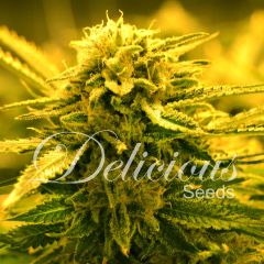 Delicious Seeds - Sugar Black Rose Auto feminized cannabis seeds - autoflowering marijuana strain with a flowering time around 45-55 days and THC levels around 18%