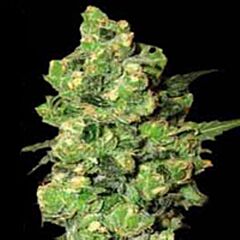 G13 Labs - Super Skunk feminized cannabis seeds - indica/sativa hybrid marijuana strain with a flowering time between 45 to 50 days