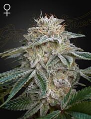 Green House Seeds - Super Lemon Haze x GMO (Fem)