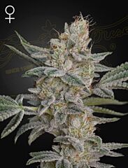 Green House Seeds - Super Lemon Haze x RS11 (Fem)