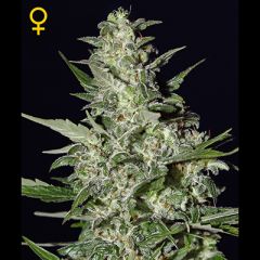 Green House - Super Critical Autoflowering feminized cannabis seeds - autoflowering marijuana strain with a flowering time around 7 weeks 