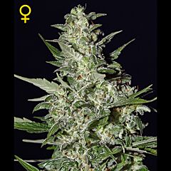 Green House - Super Critical Autoflowering feminized cannabis seeds - autoflowering marijuana strain with a flowering time around 7 weeks