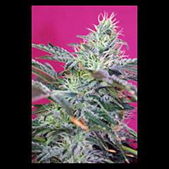 Sweet Seeds - Sweet Cheese (Feminized)
