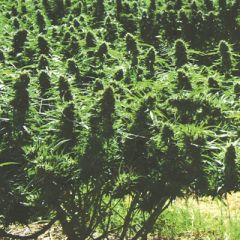 Kush Cannabis Seeds - Sweet Kush regular cannabis seeds