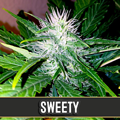 Blim Burn Seeds - Sweet Auto (3 Fem)