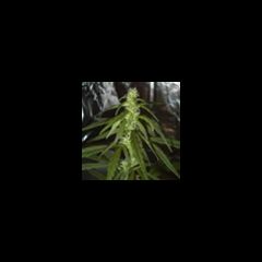 KC Brains - Swiss-xT feminized cannabis seeds -  - indica/sativa hybrid marijuana strain with a flowering time around 7-10 weeks, suited to indoor growing