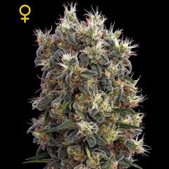 Green House - The Church feminized cannabis seeds - indica/sativa hybrid marijuana strain with THC levels at 20.28% and CBD at 0.16%, flowering time around 8 weeks