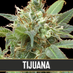 Blim Burn Seeds - Tijuana (3 Fem)