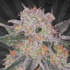 Auto Seeds - Trans Siberian feminized cannabis seeds - autoflowering marijuana strain with a flowering time around 65-70 days