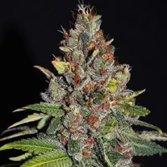G13 Labs - Tropical Punch (Fem)