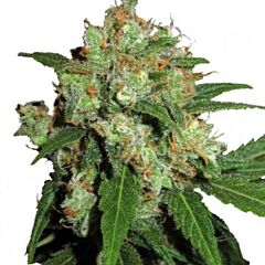 Phoenix Cannabis Seeds - UK Cheesy Express Auto (Fem)
