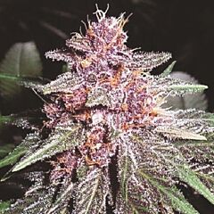 Ace Seeds - Violeta