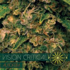 Vision Seeds - Vision Critical Auto (Fem)