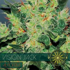 Vision Seeds - Vision Jack Auto (Fem)